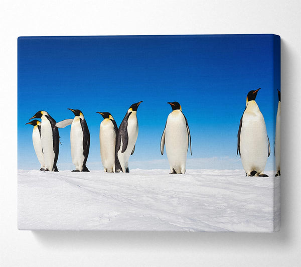  A Canvas Print of Penguin Gossip Canvas Art