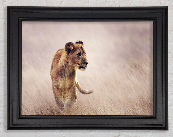 Lioness Teen Framed Print