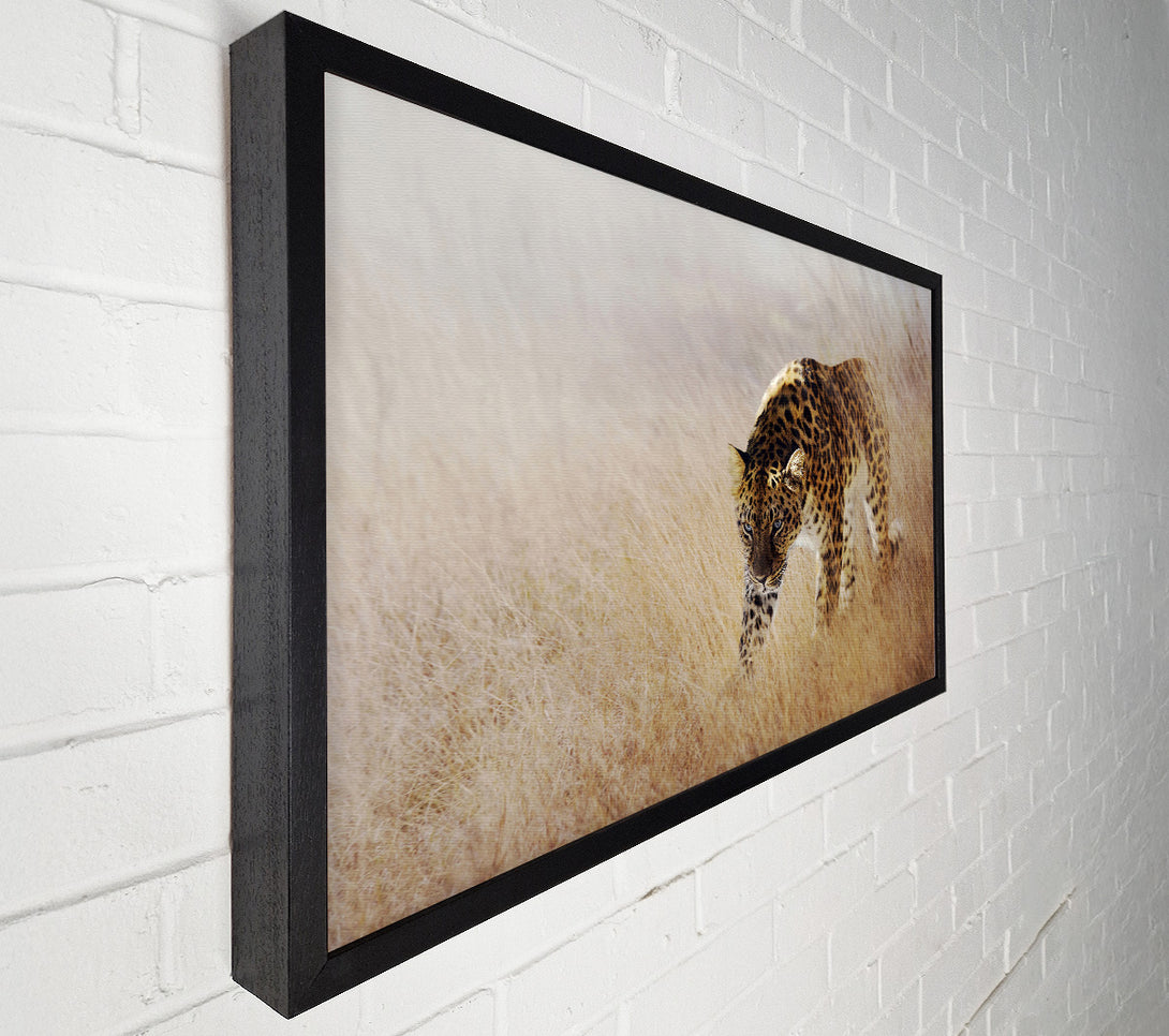  A Canvas Print of Prowling Leopard Canvas Print