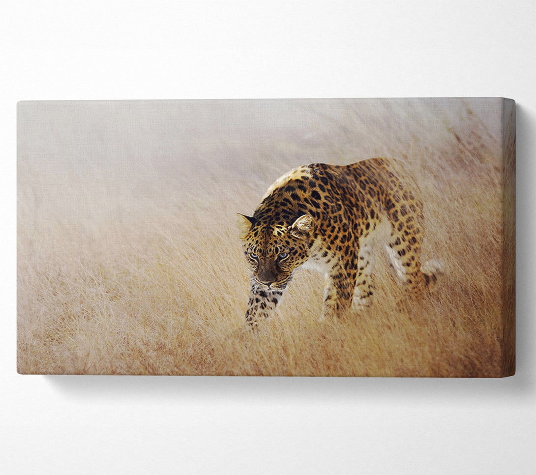  A Canvas Print of Prowling Leopard Canvas Print