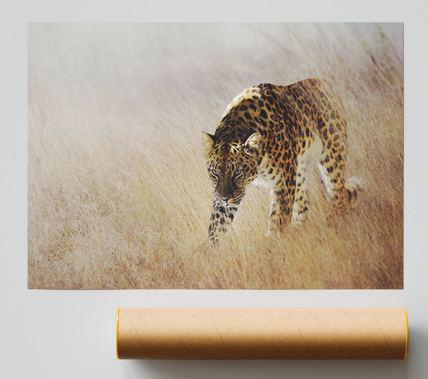 Prowling Leopard Poster