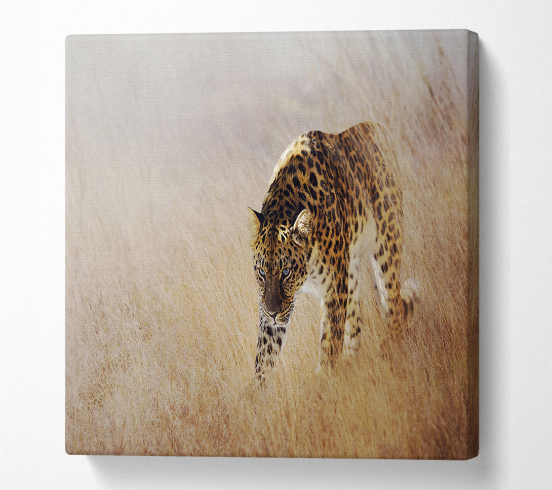  A Canvas Print of Prowling Leopard Canvas Print