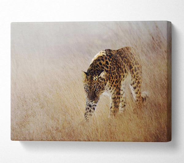  A Canvas Print of Prowling Leopard Canvas Print