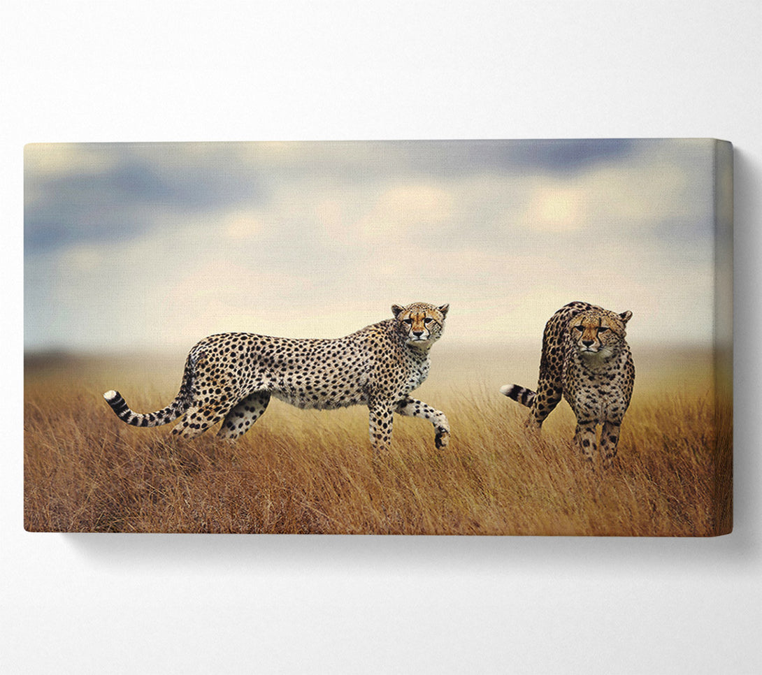  A Canvas Print of Cheetah Duo Canvas Wall Art