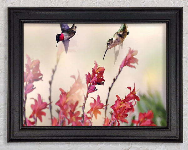 Hummingbird Delight Framed Print