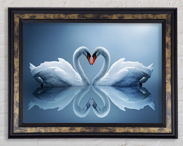 Heart shaped Swans Framed Print