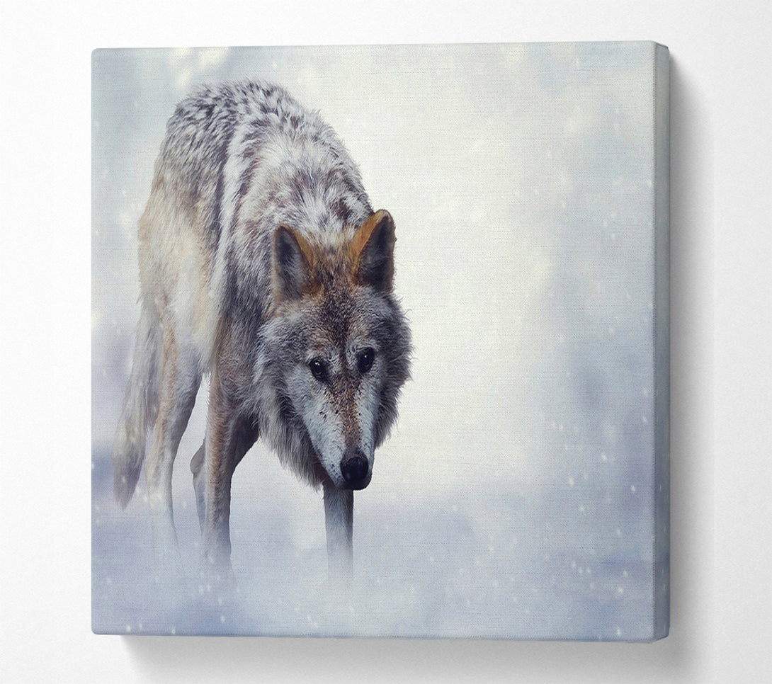  A Canvas Print of Prowling Wolf Canvas Wall Art