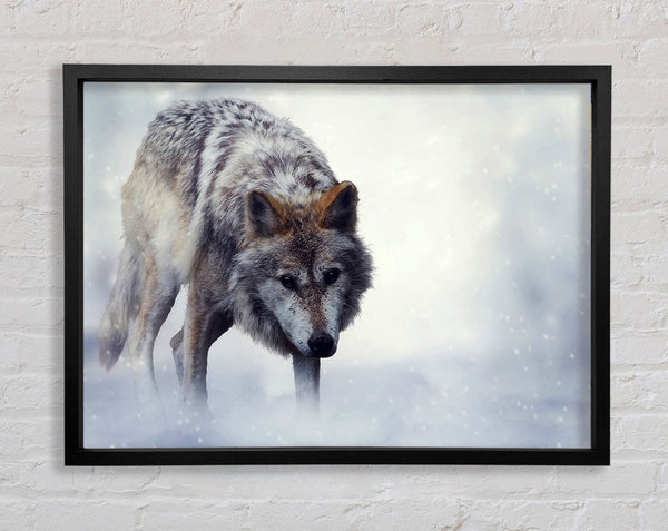 Prowling Wolf Framed Print
