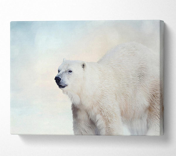  A Canvas Print of Polar Bear Wonder Canvas Art