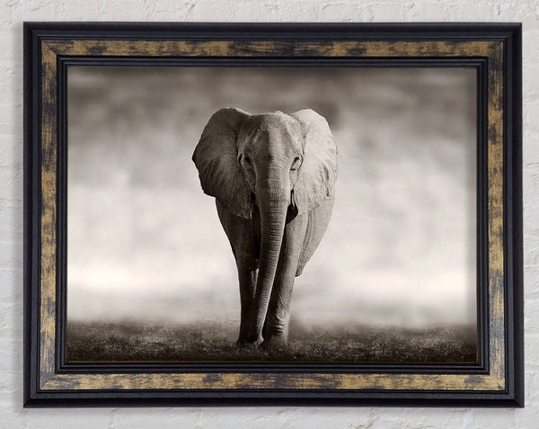 Lonesome Elephant Framed Print