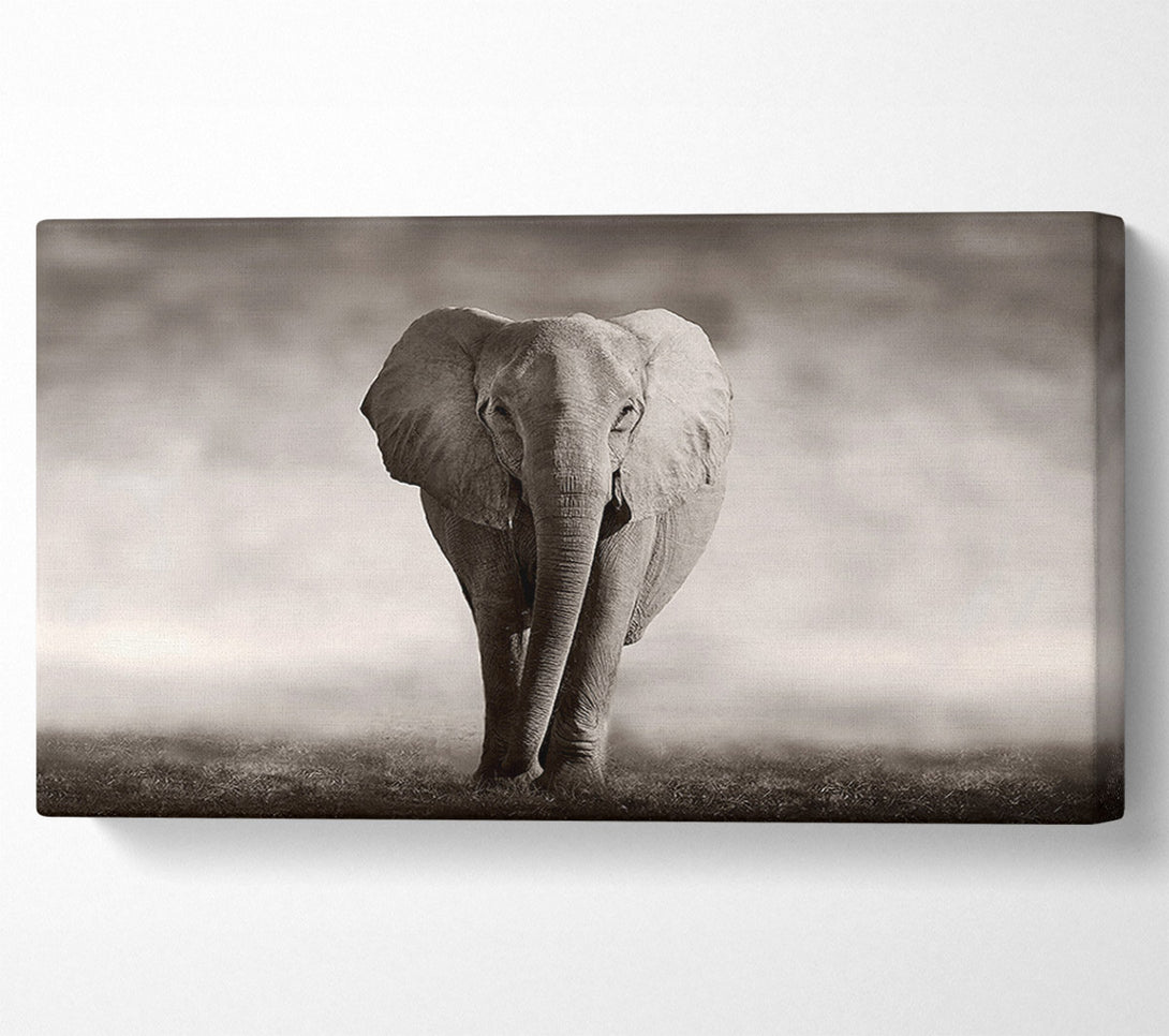  A Canvas Print of Lonesome Elephant Canvas Art