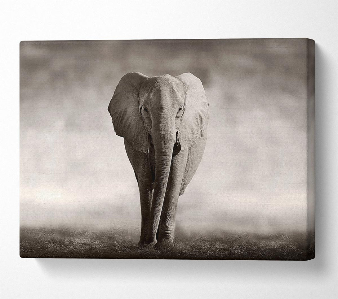  A Canvas Print of Lonesome Elephant Canvas Art