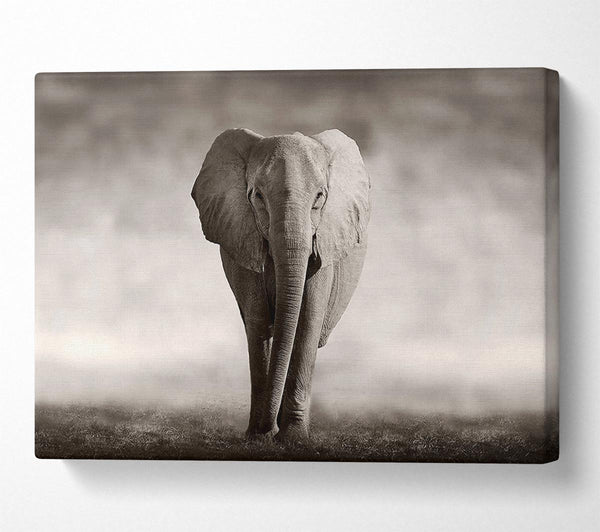  A Canvas Print of Lonesome Elephant Canvas Art