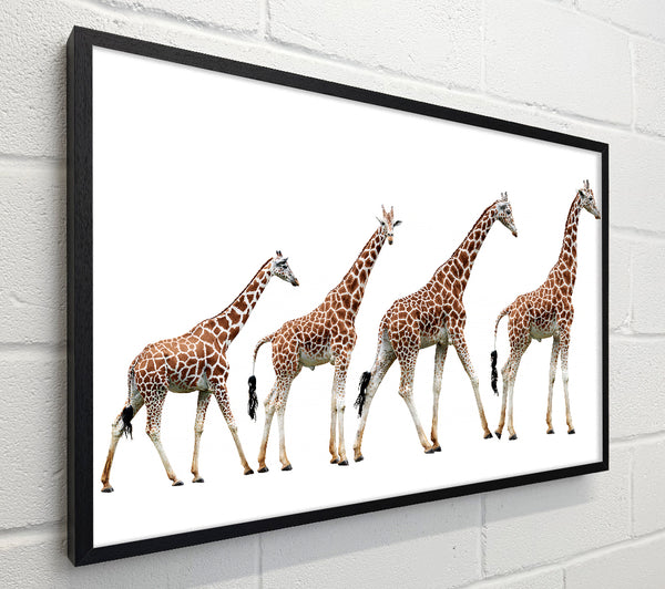 Giraffe Lineup