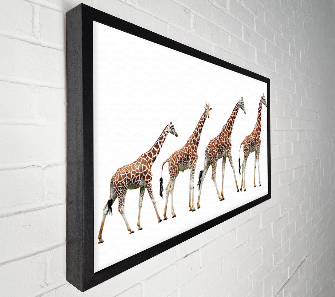  A Canvas Print of Giraffe Lineup Canvas Wall Art