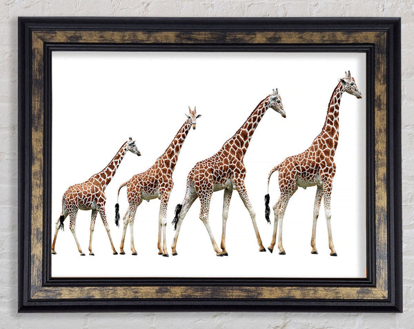 Giraffe Lineup Framed Print