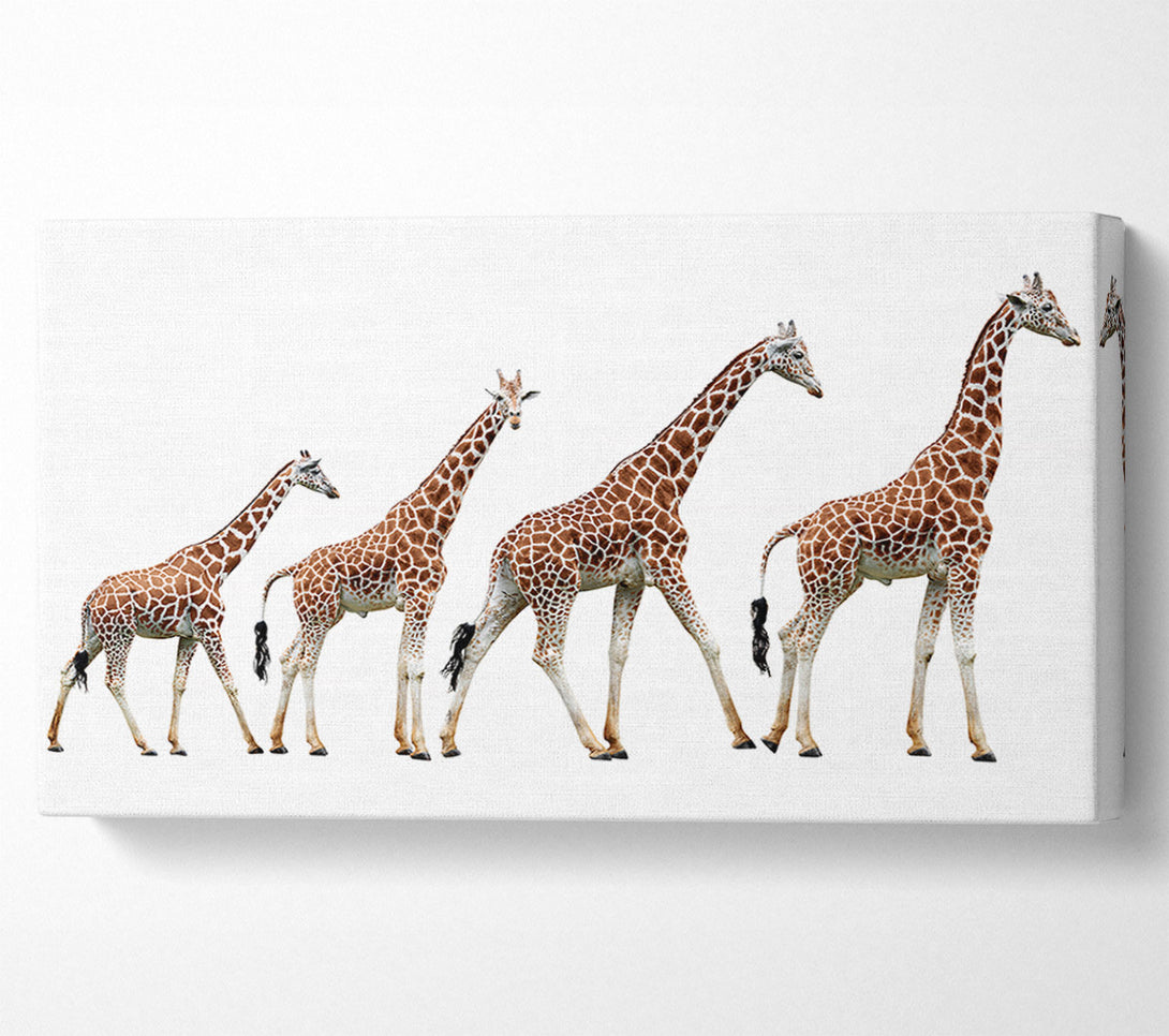  A Canvas Print of Giraffe Lineup Canvas Wall Art