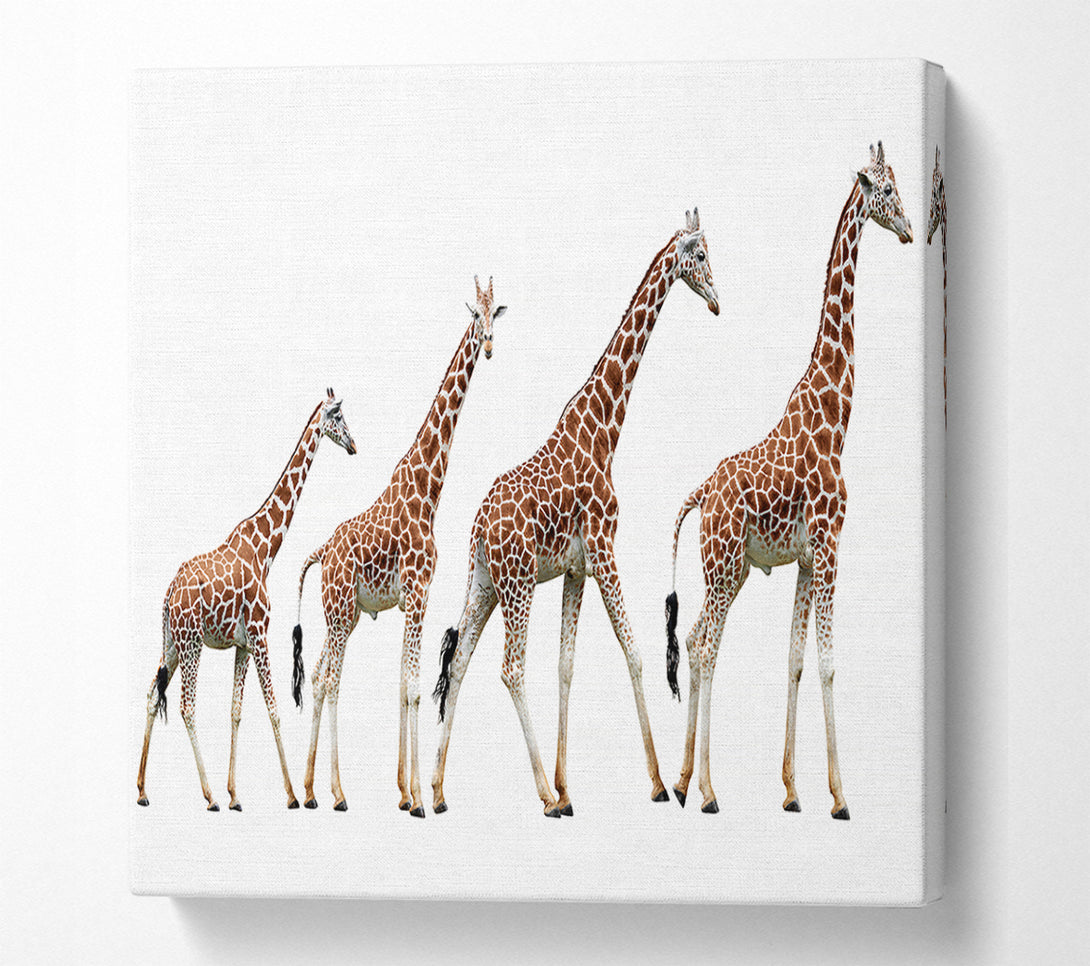  A Canvas Print of Giraffe Lineup Canvas Wall Art