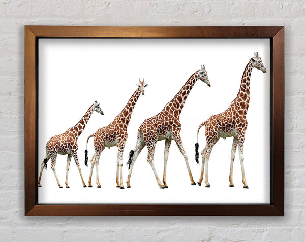 Giraffe Lineup Framed Print