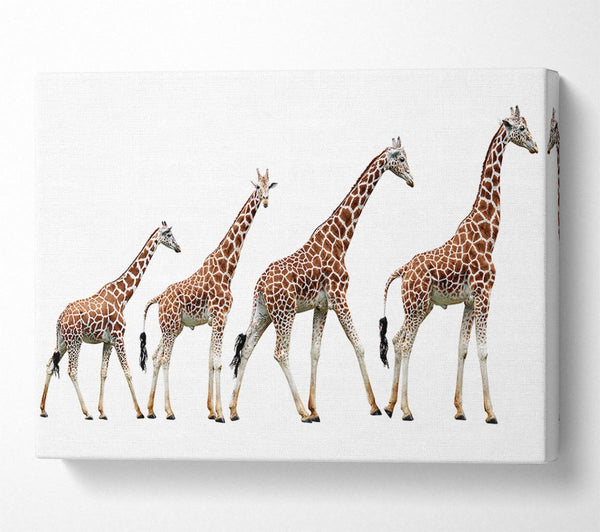  A Canvas Print of Giraffe Lineup Canvas Wall Art