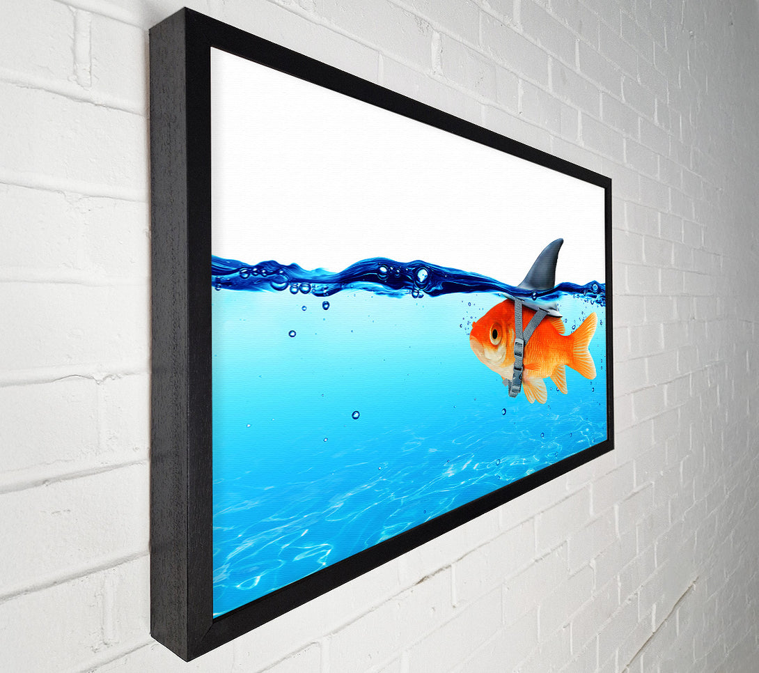  A Canvas Print of Goldfish Shark Canvas Print