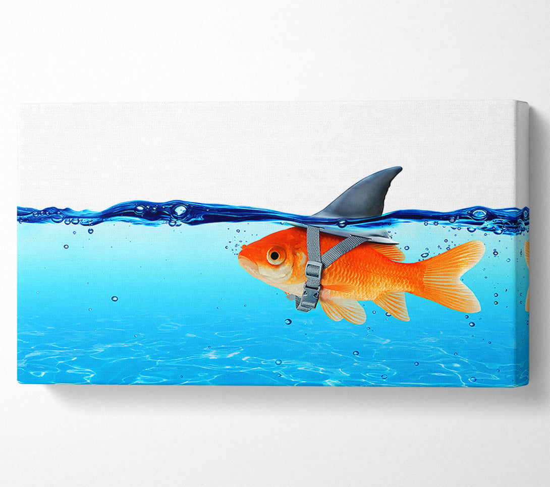  A Canvas Print of Goldfish Shark Canvas Print
