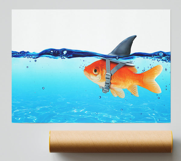 Goldfish Shark Poster