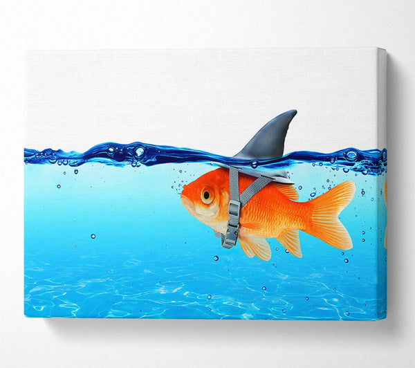  A Canvas Print of Goldfish Shark Canvas Print