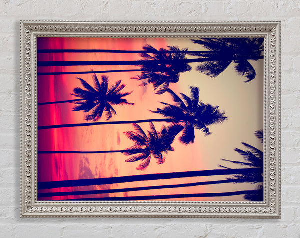 Californian Palm Trees Framed Print