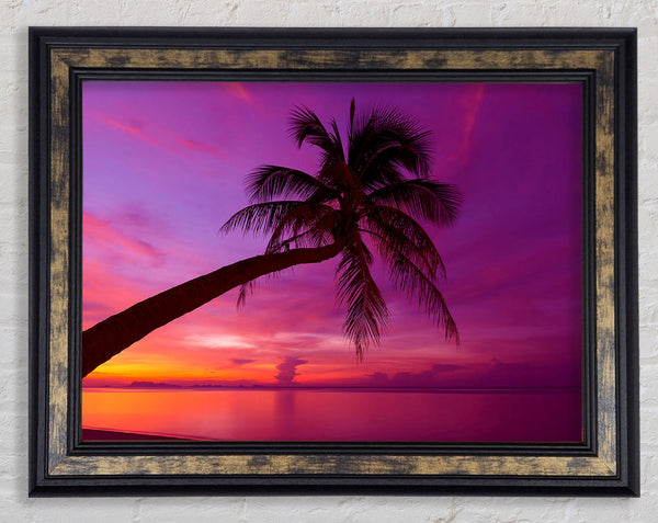 Palm Tree Skies Framed Print