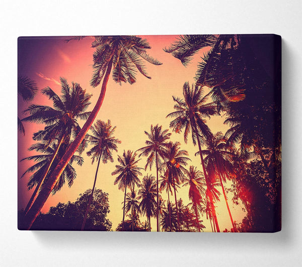  A Canvas Print of Just Palm Trees Canvas Art