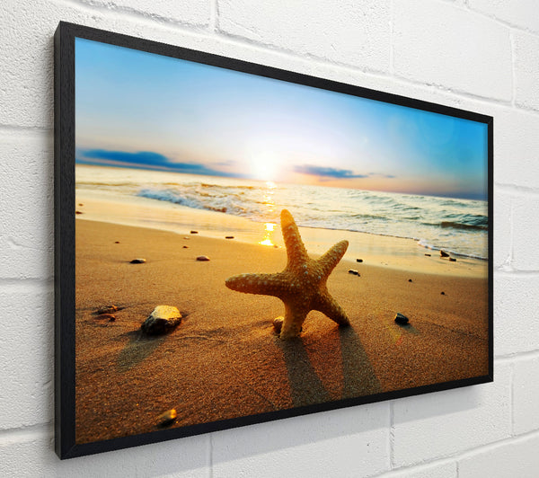 Starfish Sun Glow