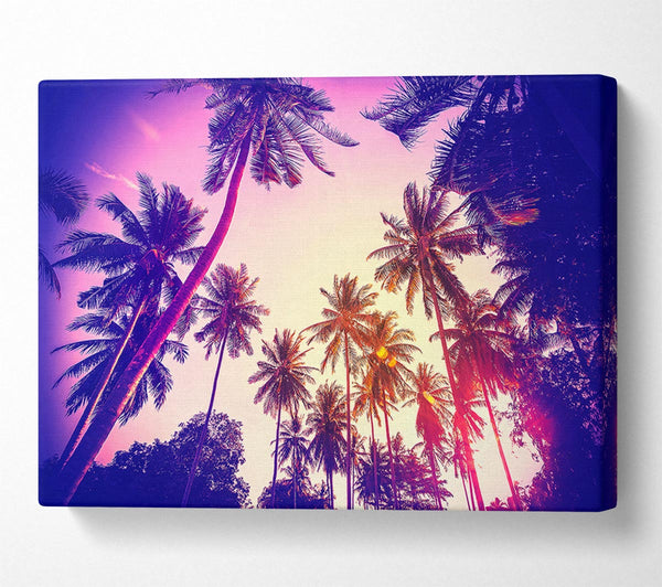  A Canvas Print of Palm Tree Glow Canvas Wall Art