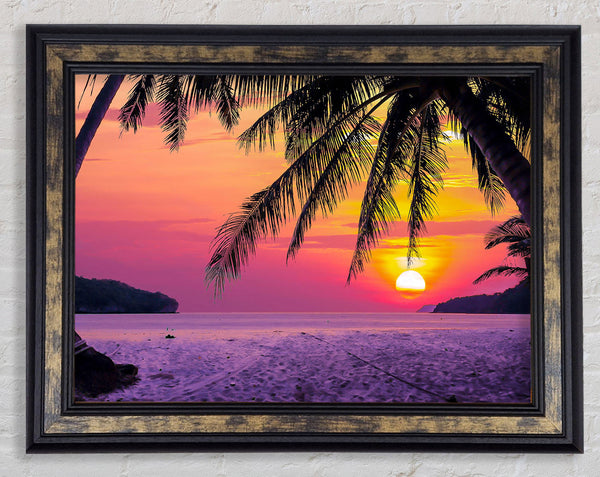 Between The Palm Trees Framed Print