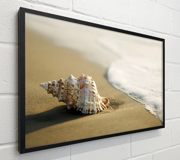 Ocean Shell