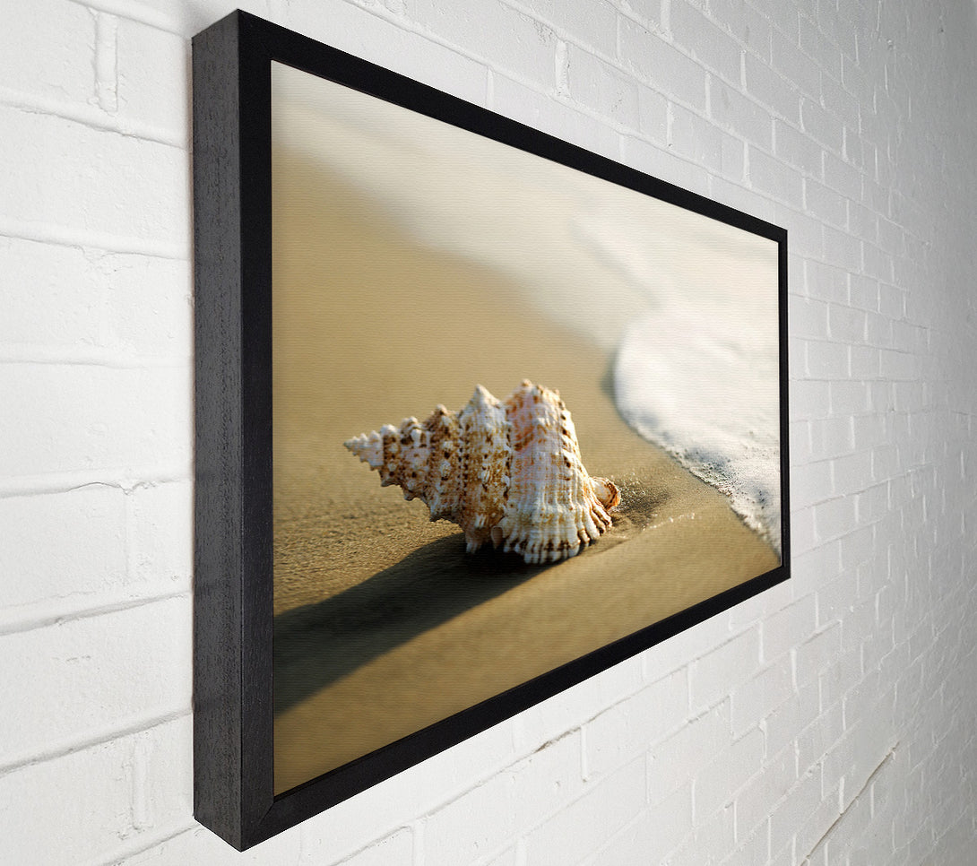  A Canvas Print of Ocean Shell Canvas Art