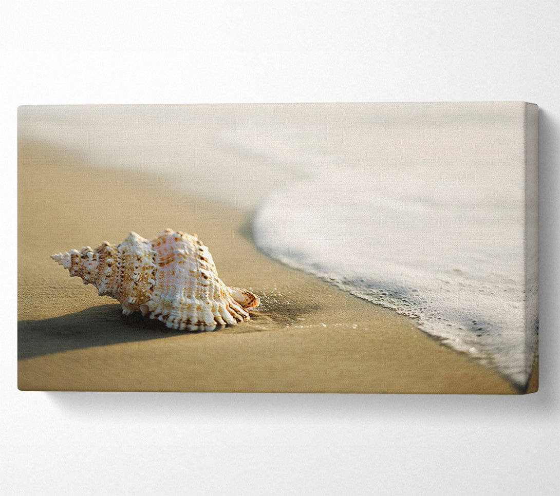  A Canvas Print of Ocean Shell Canvas Art