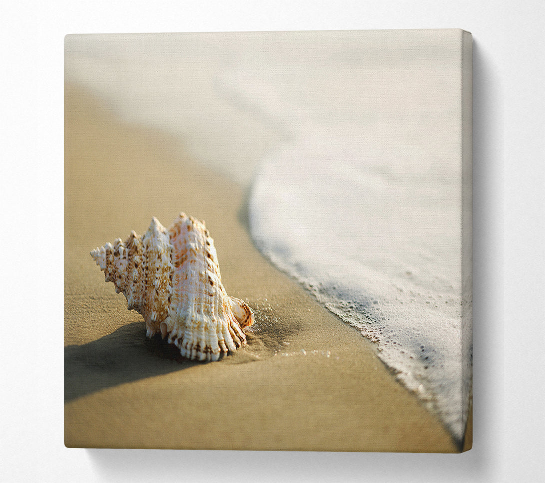  A Canvas Print of Ocean Shell Canvas Art
