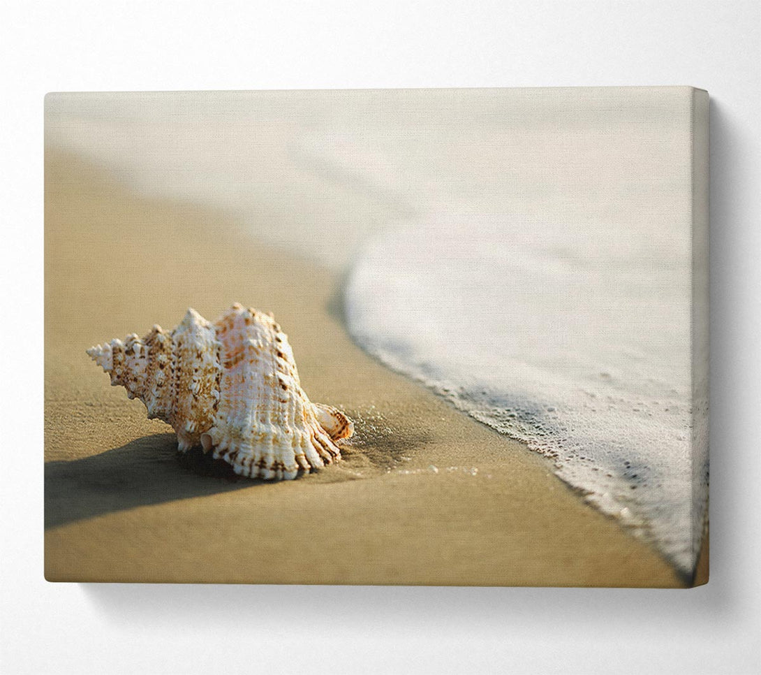  A Canvas Print of Ocean Shell Canvas Art