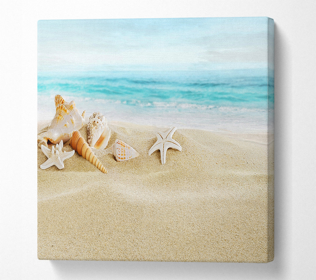  A Canvas Print of Beautiful Ocean Shells Canvas Art