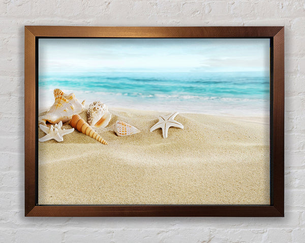 Beautiful Ocean Shells Framed Print