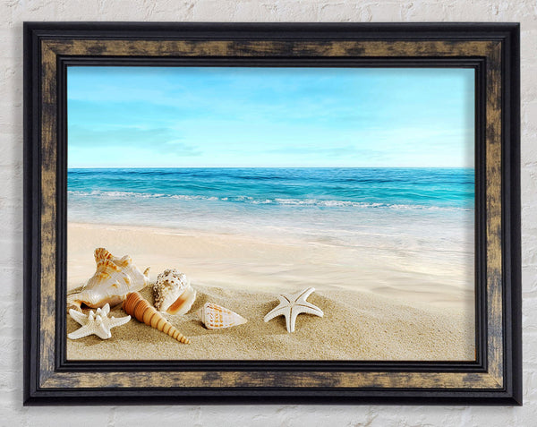 Ocean Shells Framed Print