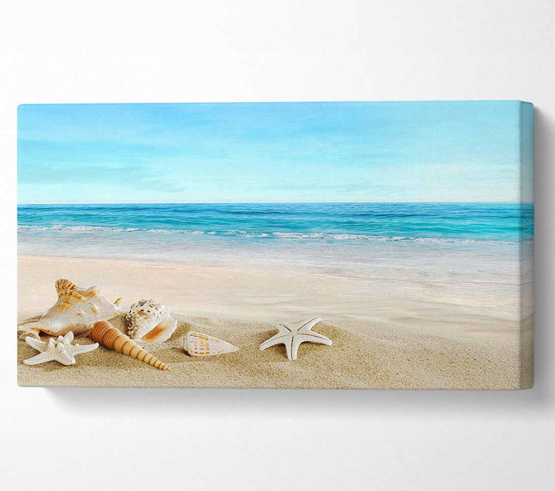  A Canvas Print of Ocean Shells Canvas Wall Art