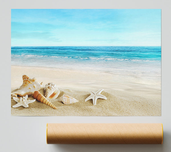 Ocean Shells Poster