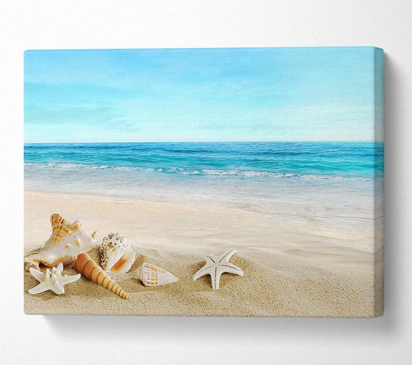  A Canvas Print of Ocean Shells Canvas Wall Art