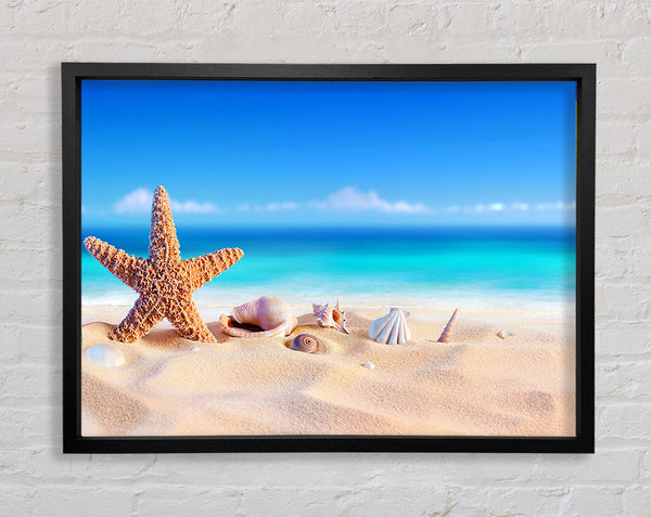 Shells In The Ocean Sands Framed Print