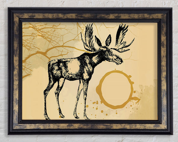 Moose In The Golden SunA Framed Print