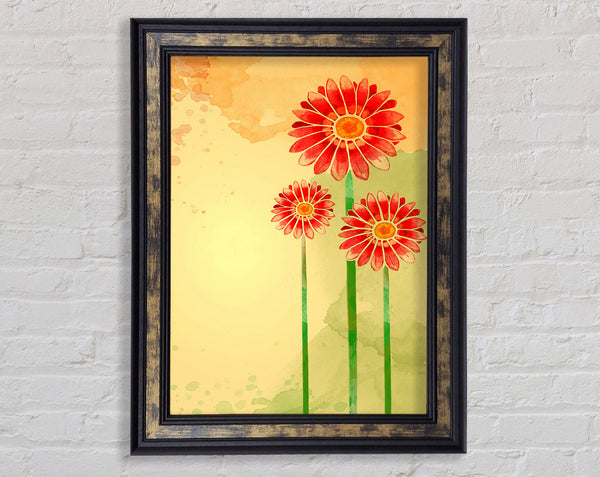 Trio Of Daisies Framed Print