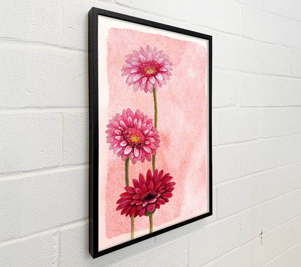 Gerbera Trio