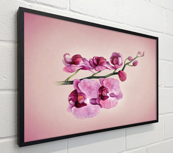 Pink Orchid